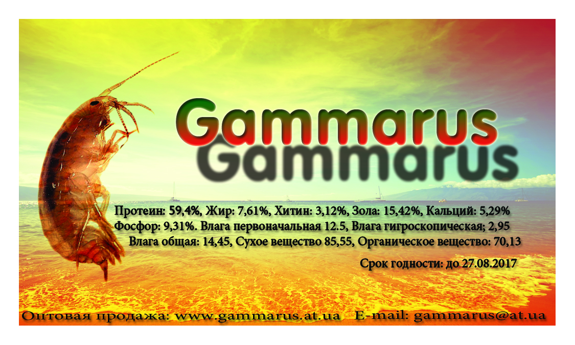 Gammarus, Гаммарус
